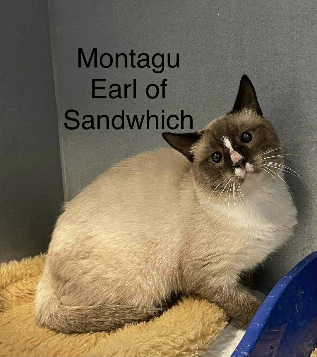 Sandwich, Adoptable, Adult Male Snowshoe.