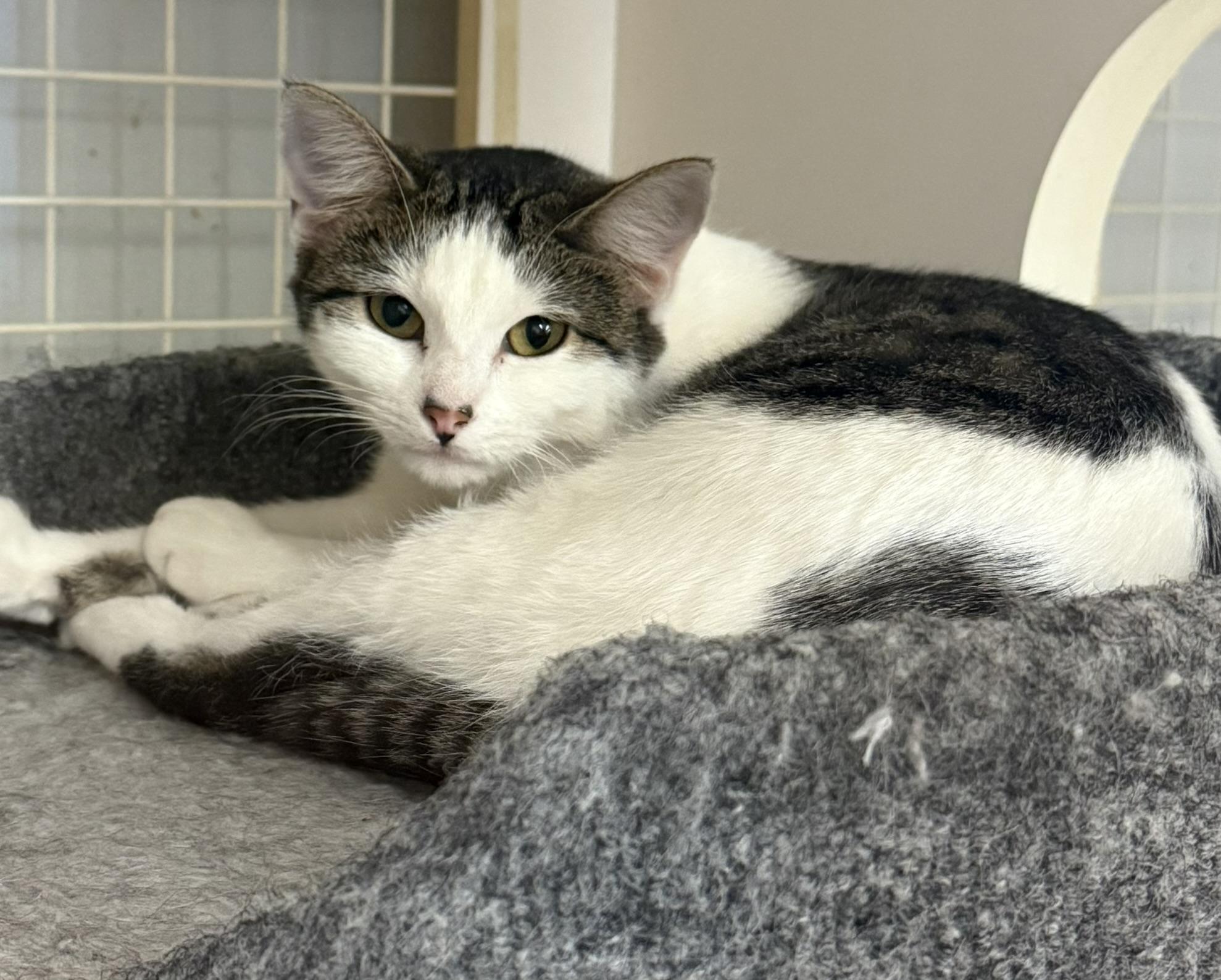 Enlarge CAMI , an adopted Domestic Short Hair in Lake Ozark, MO image 1/1