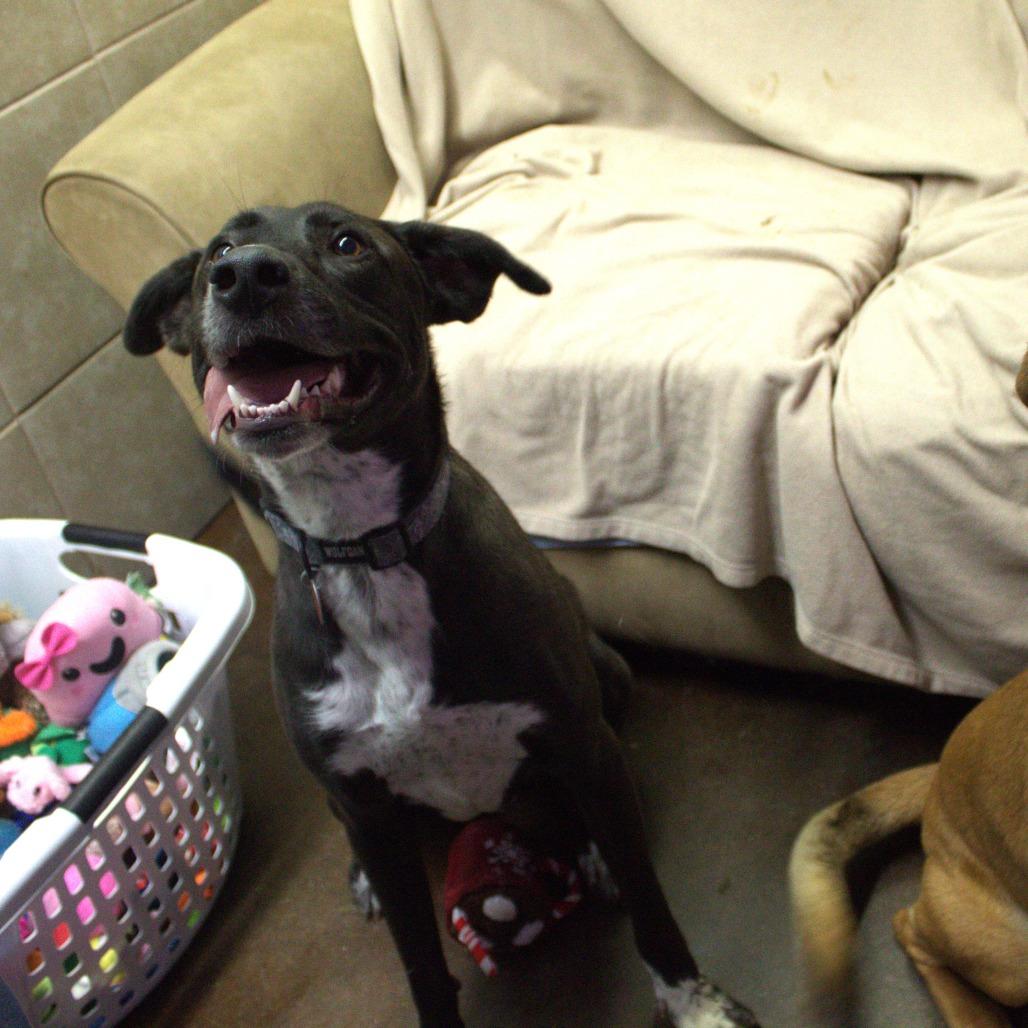 Enlarge Rosco, a Adoptable mixed breed in Springfield, MO image 1/4