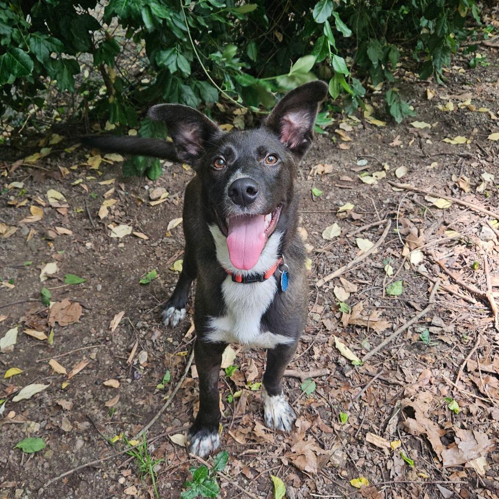 Enlarge Rosco, a Adoptable mixed breed in Springfield, MO image 1/6