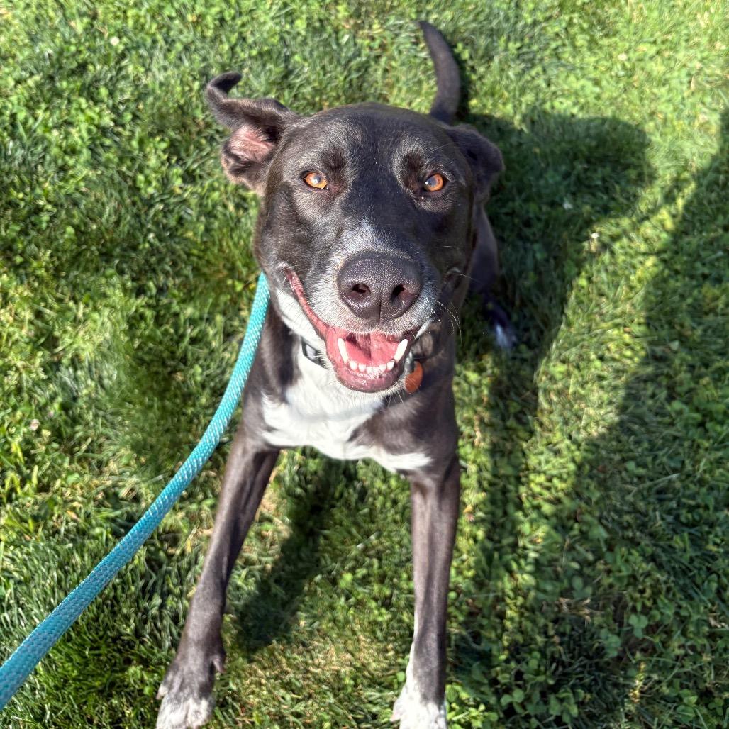 Rosco, a Adoptable mixed breed in Springfield, MO image 1/6