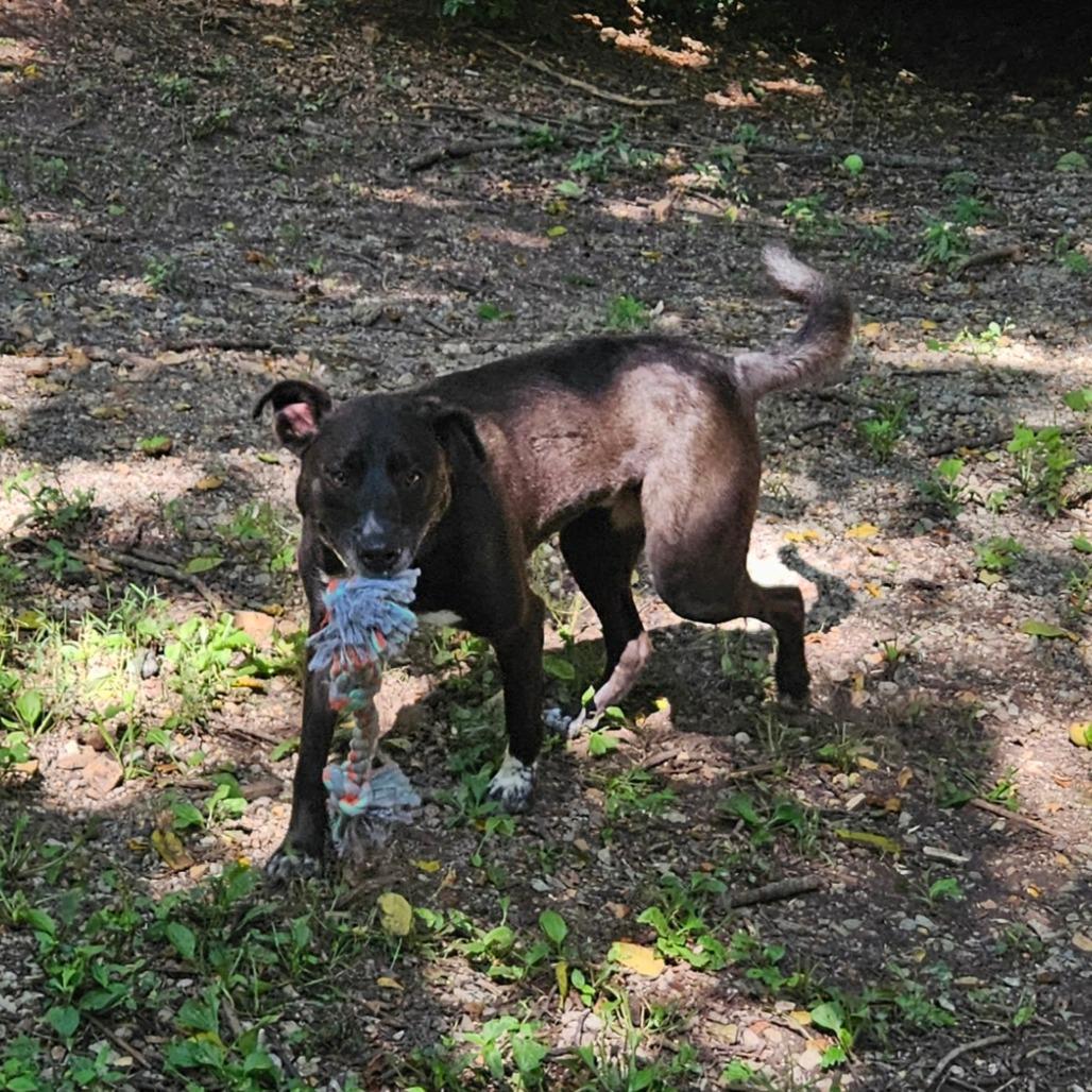 Rosco, Adoptable, Adult Male Labrador Retriever & Mixed Breed.