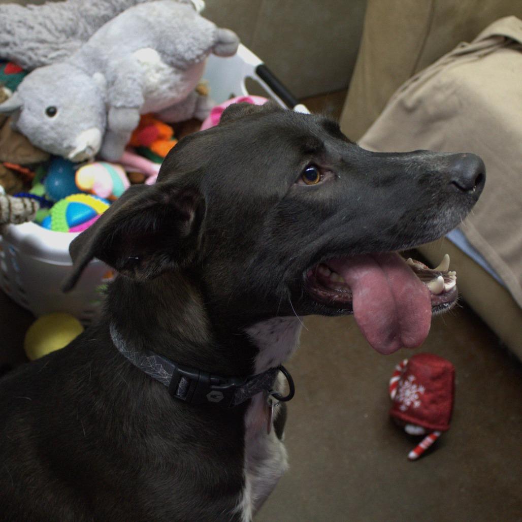 Enlarge Rosco, a Adoptable mixed breed in Springfield, MO image 3/4