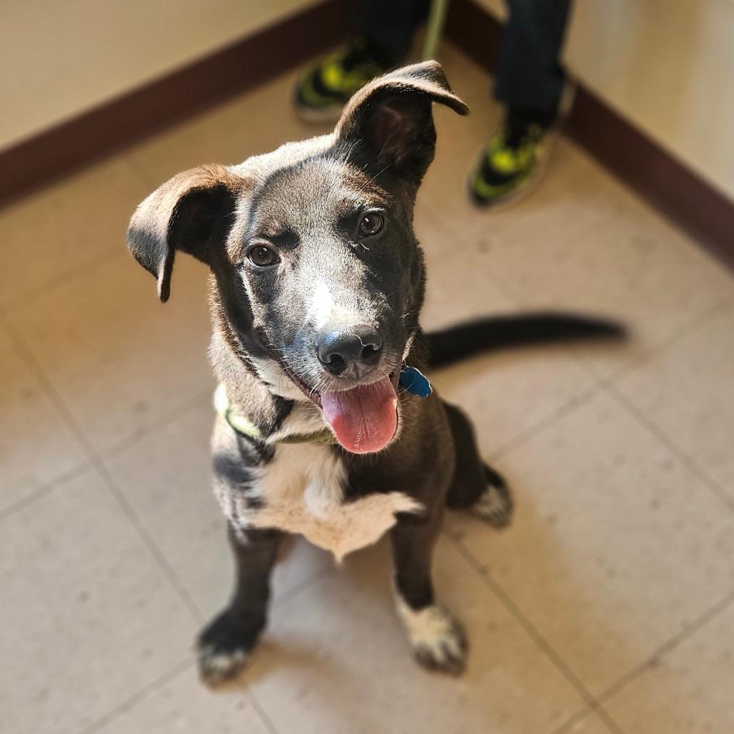 Enlarge Rosco, a Adoptable mixed breed in Springfield, MO image 2/6