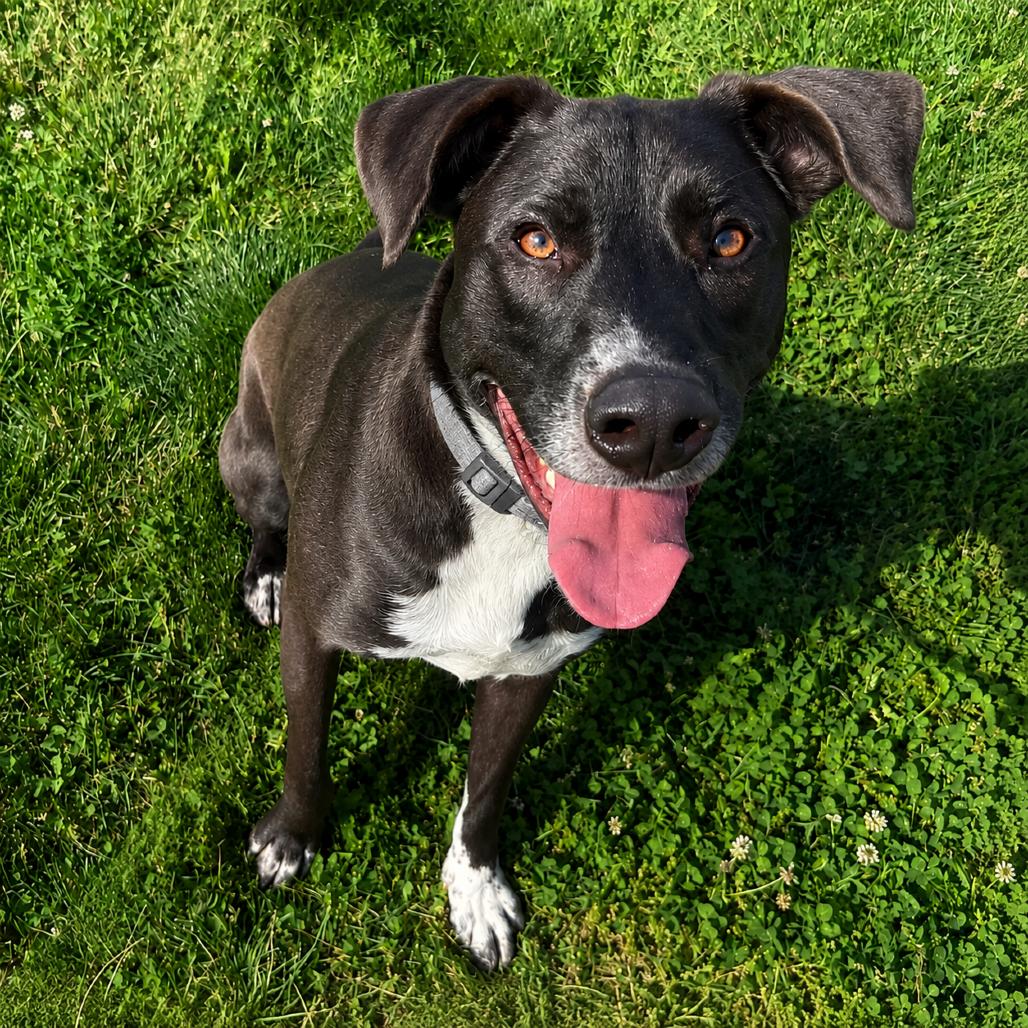 Rosco, a Adoptable mixed breed in Springfield, MO image 2/6
