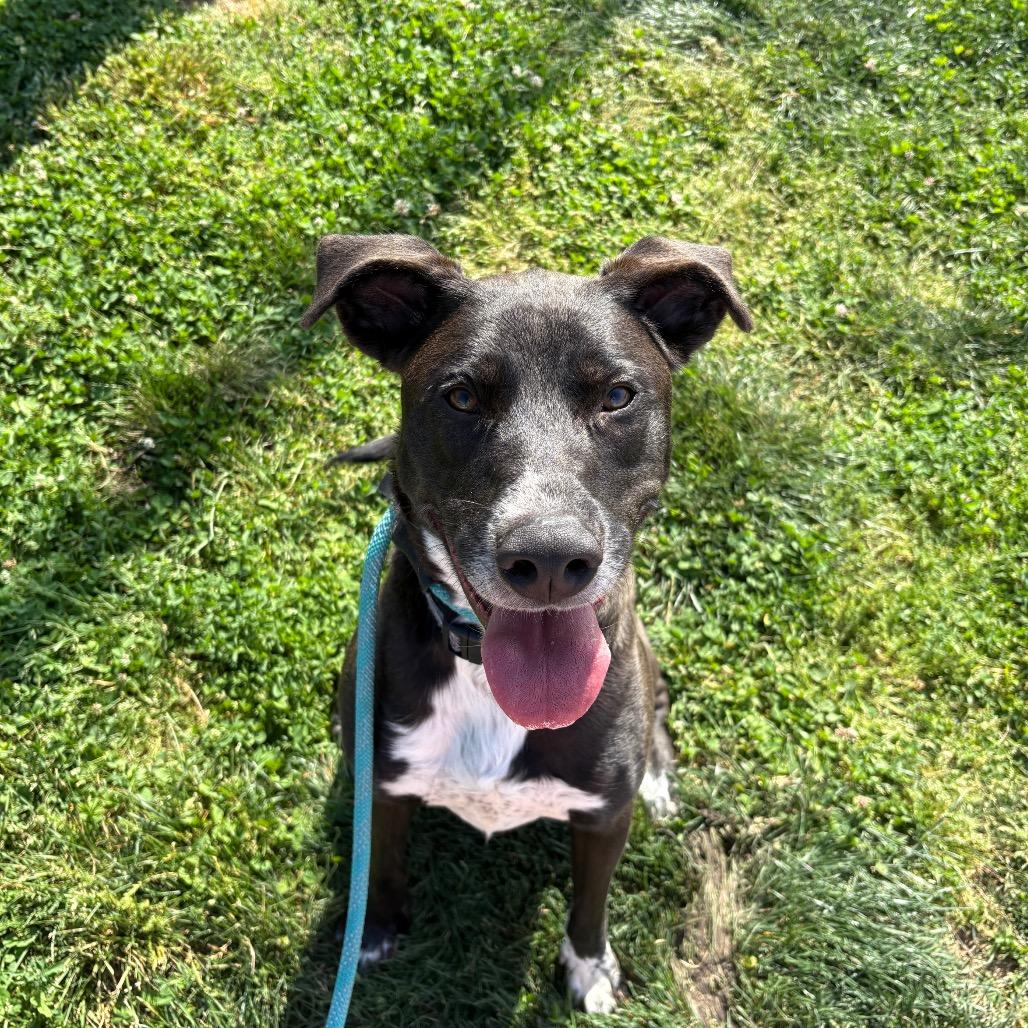 Rosco, a Adoptable mixed breed in Springfield, MO image 4/6