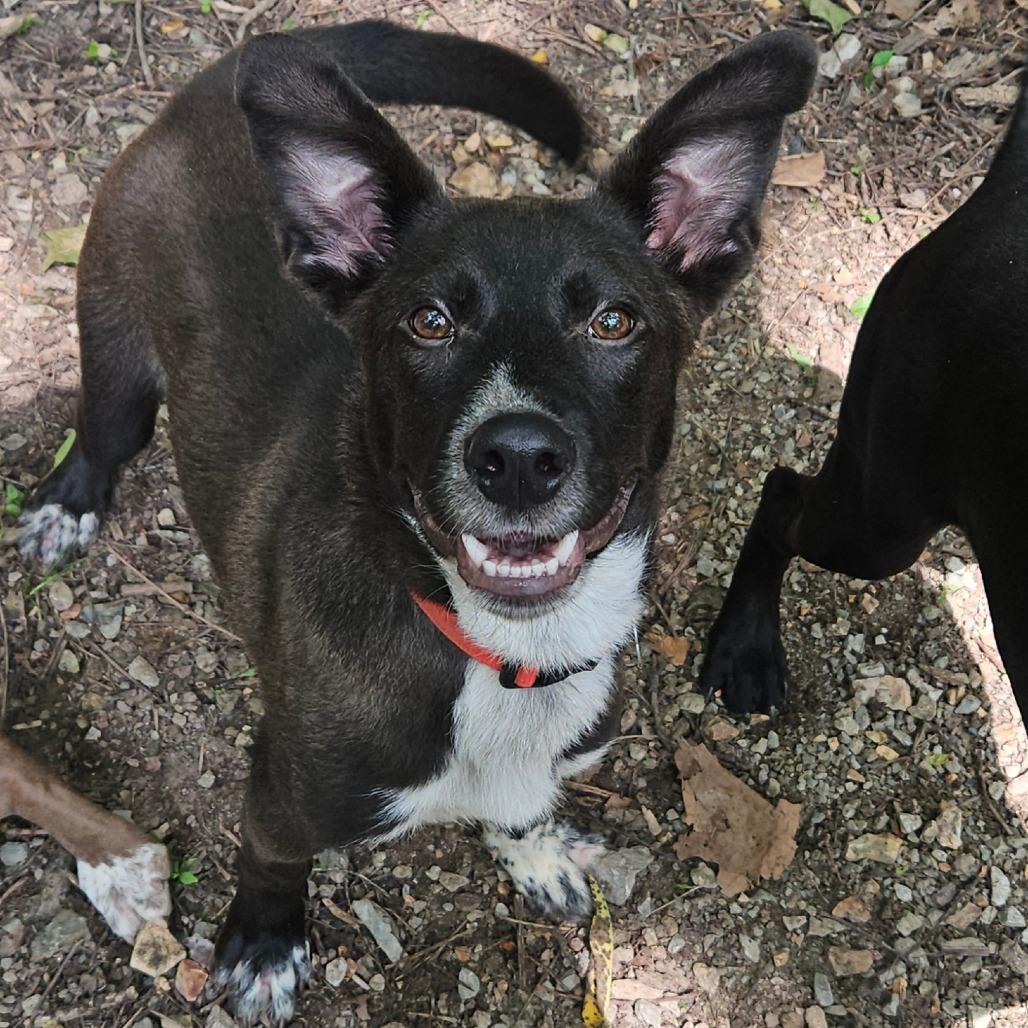 Enlarge Rosco, a Adoptable mixed breed in Springfield, MO image 3/6