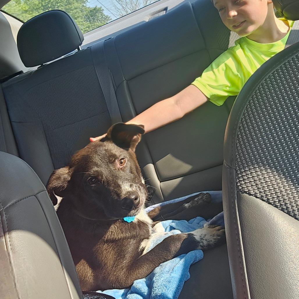 Enlarge Rosco, a Adoptable mixed breed in Springfield, MO image 4/6