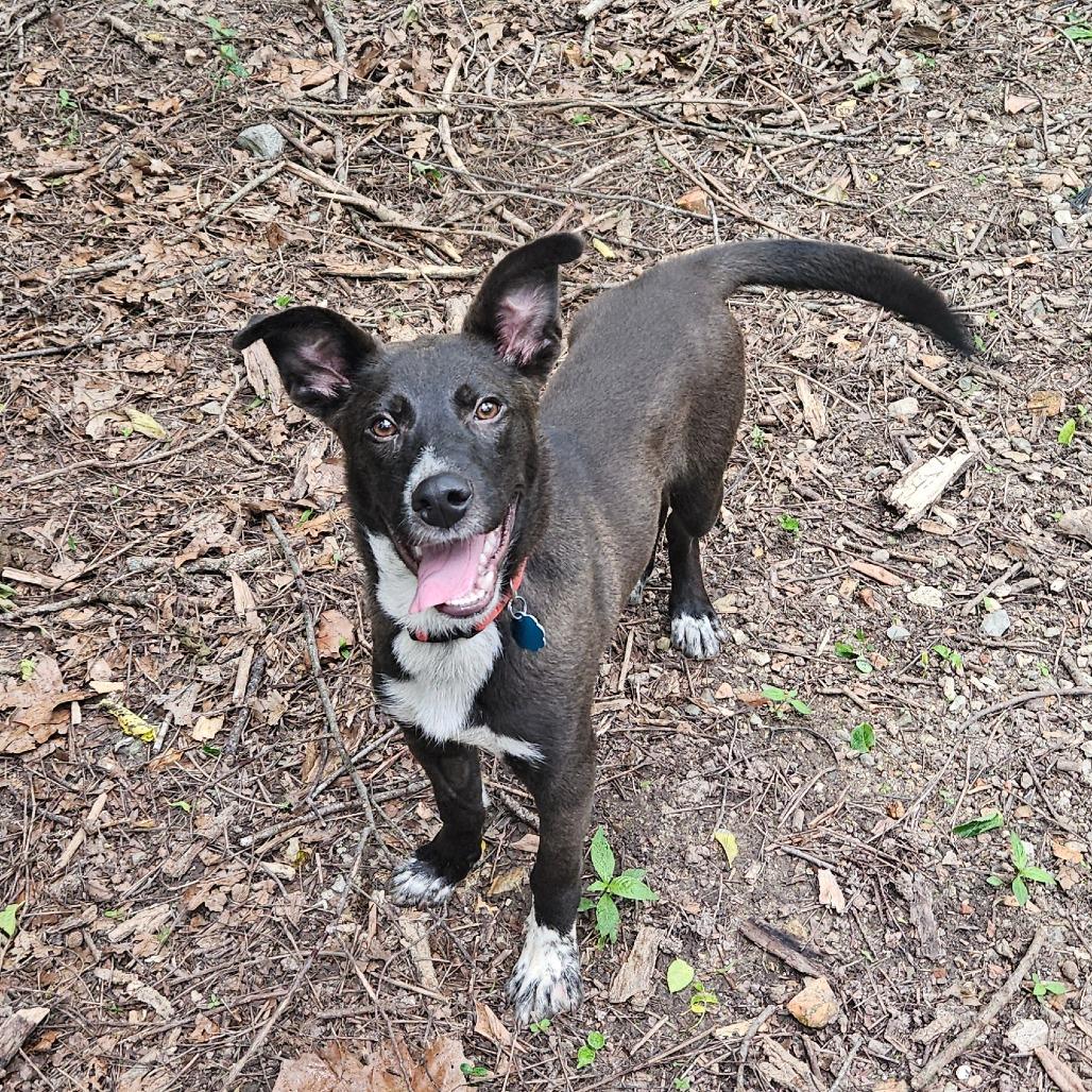 Enlarge Rosco, a Adoptable mixed breed in Springfield, MO image 5/6