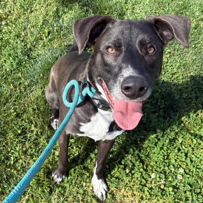 Rosco, a Adoptable mixed breed in Springfield, MO image 6/6