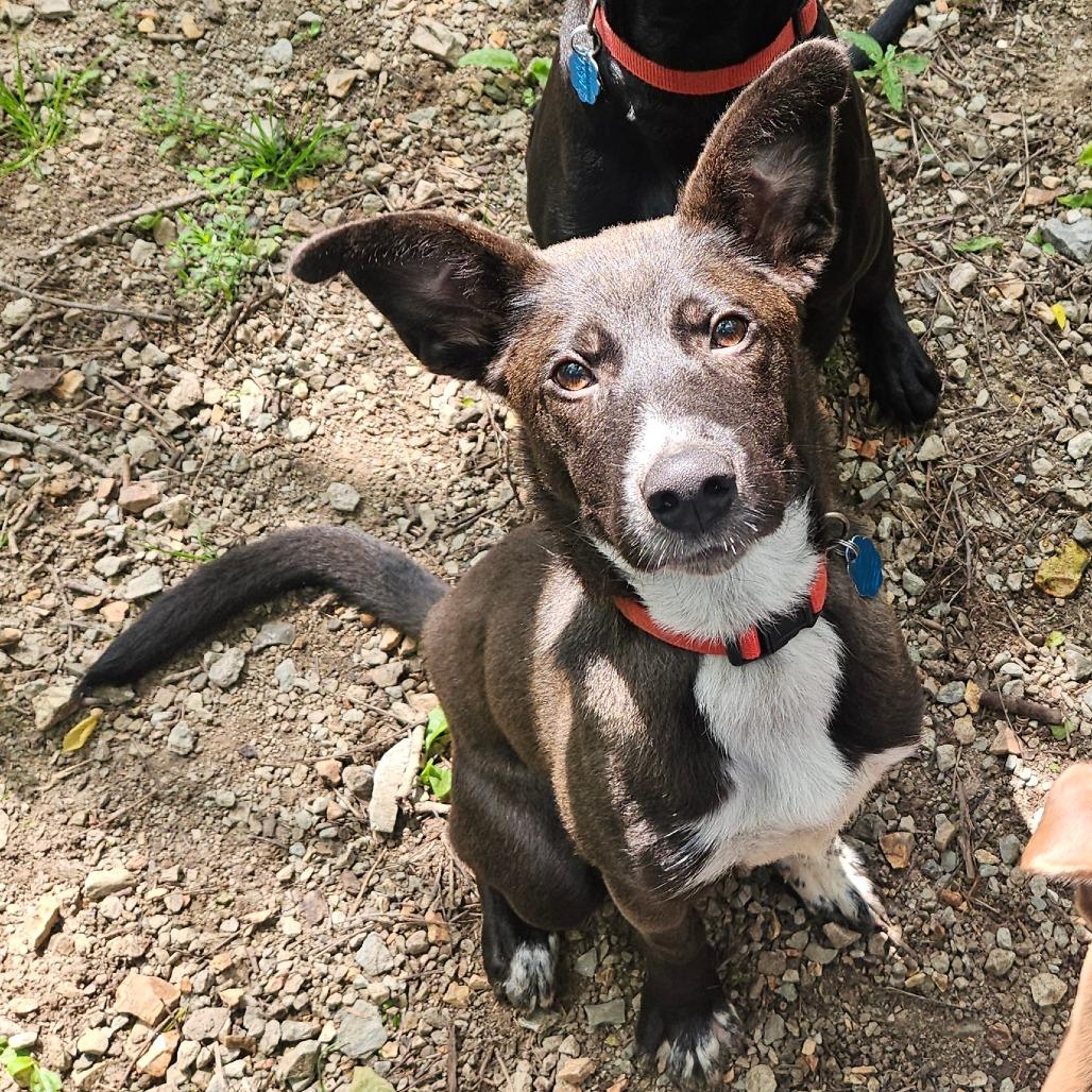 Enlarge Rosco, a Adoptable mixed breed in Springfield, MO image 6/6