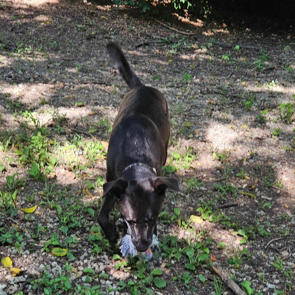 Rosco, a Adoptable mixed breed in Springfield, MO image 5/6