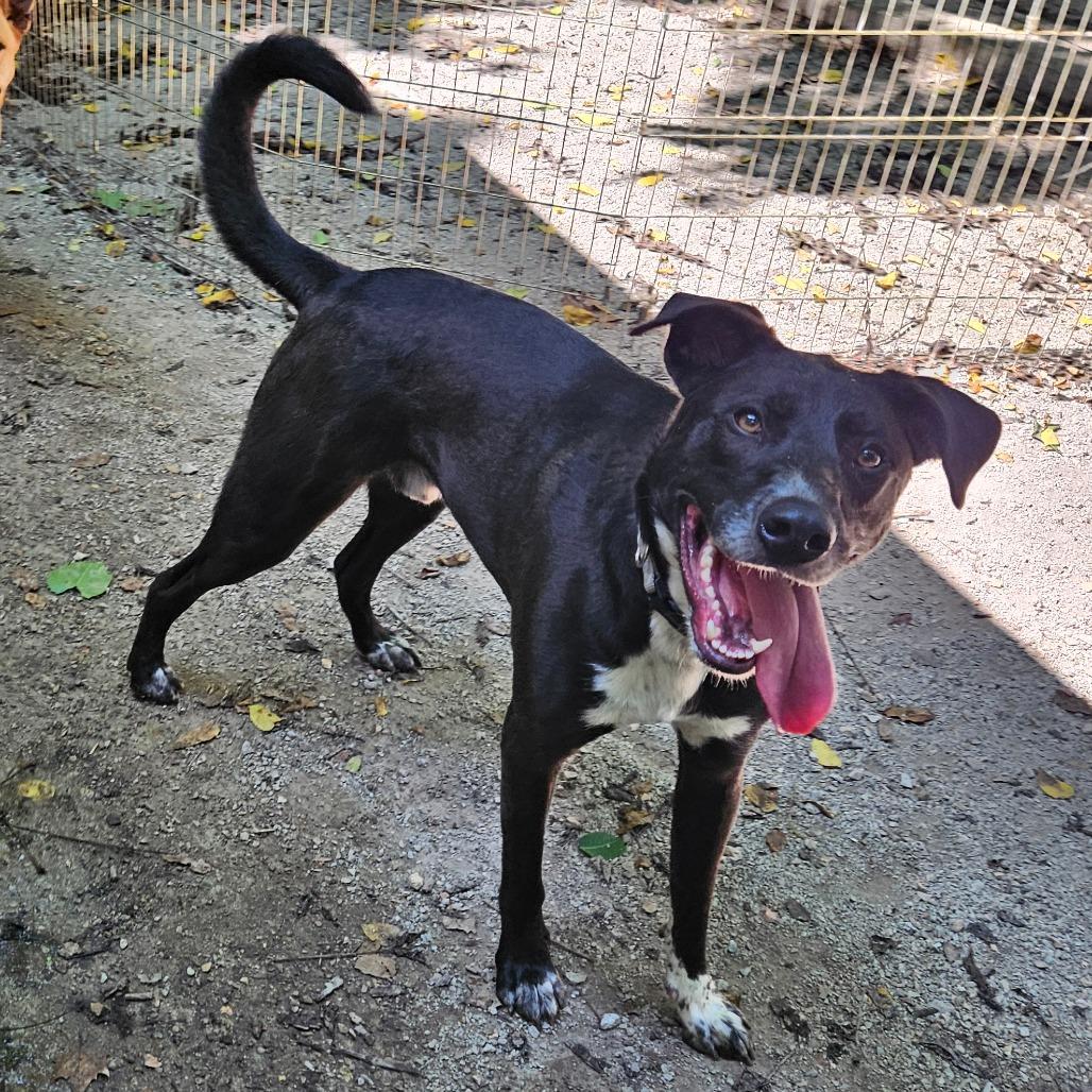 Enlarge Rosco, a Adoptable mixed breed in Springfield, MO image 6/6