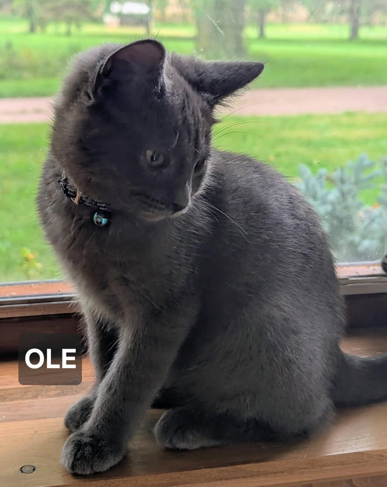 Ole, Adoptable, Young Male Russian Blue.