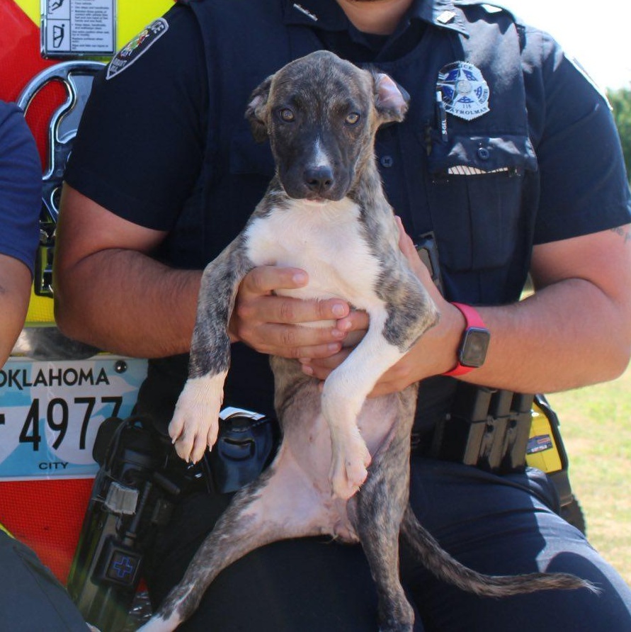 December, a Adoptable mixed breed in Durant, OK image 1/2