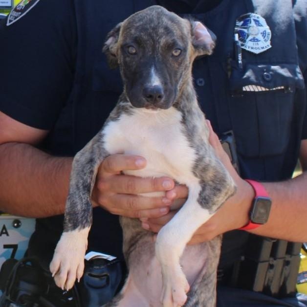 December, Adoptable, Young Female Labrador Retriever & Mountain Cur.