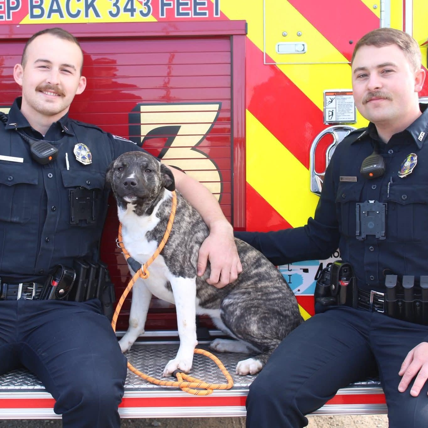 Enlarge December, a Adoptable mixed breed in Durant, OK image 1/3