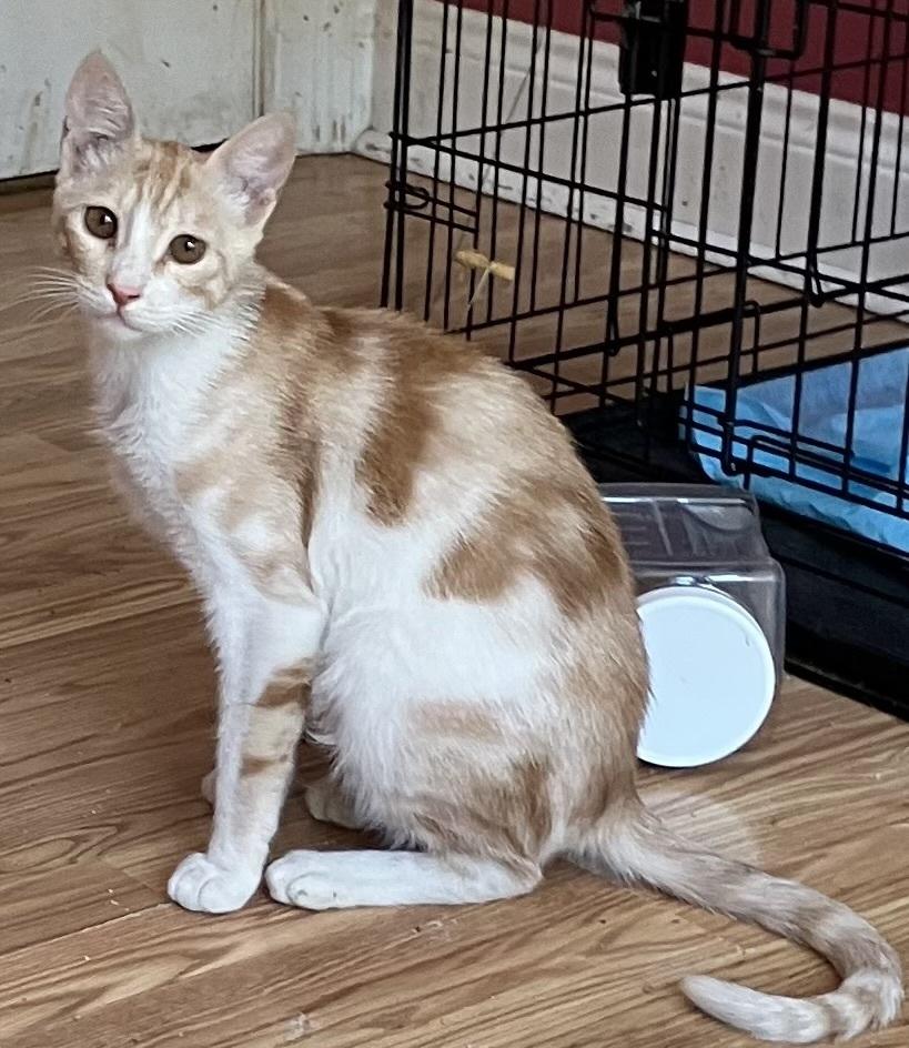 Enlarge Kalala, a Adoptable mixed breed in WOLCOTT, CT image 2/6
