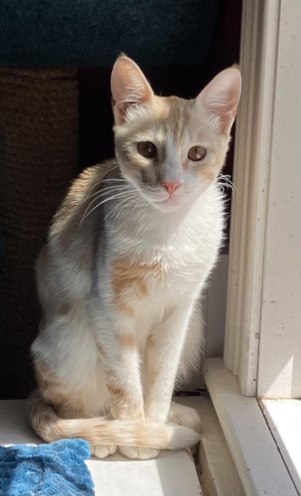 Enlarge Kalala, a Adoptable mixed breed in WOLCOTT, CT image 3/6