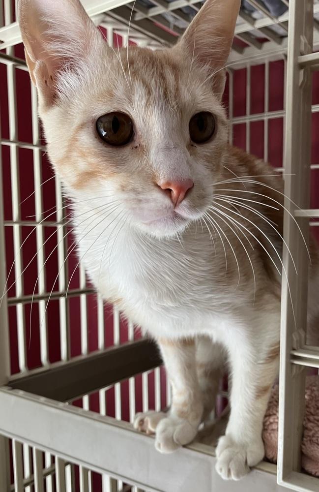 Enlarge Kalala, a Adoptable mixed breed in WOLCOTT, CT image 4/6