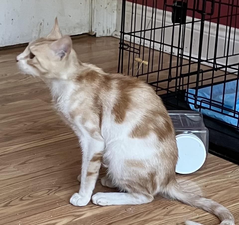 Enlarge Kalala, a Adoptable mixed breed in WOLCOTT, CT image 5/6