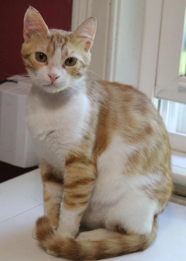 Enlarge Kalala, a Adoptable mixed breed in WOLCOTT, CT image 6/6