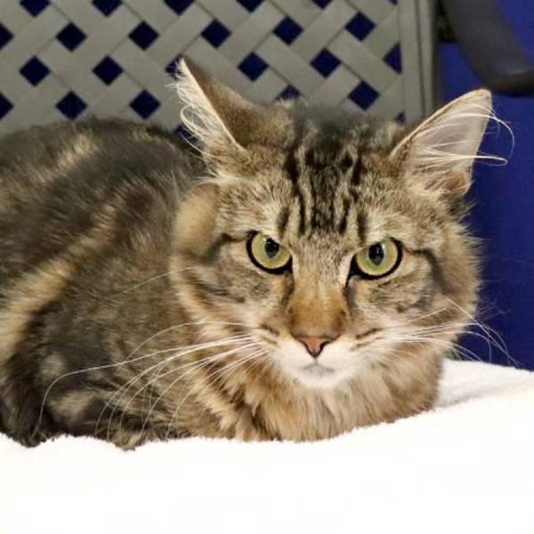 Enlarge Hollis, a Adoptable mixed breed in Fort Davis, TX image 2/2