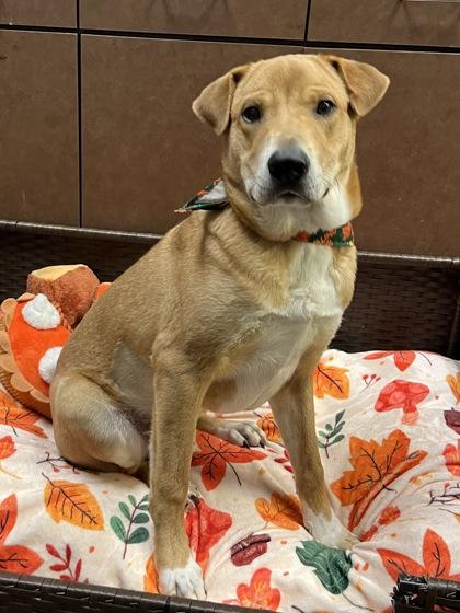 Enlarge Orbit, a Adoptable mixed breed in Irving, TX image 1/3