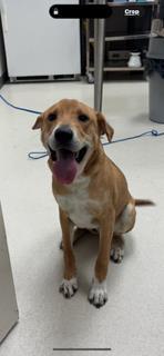 Enlarge Orbit, a Adoptable mixed breed in Irving, TX image 2/3