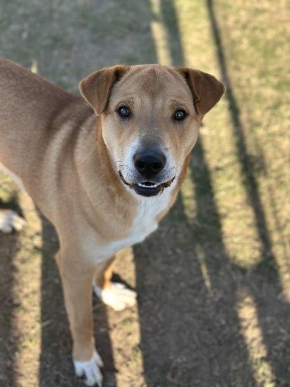 Enlarge Orbit, a Adoptable mixed breed in Irving, TX image 3/3