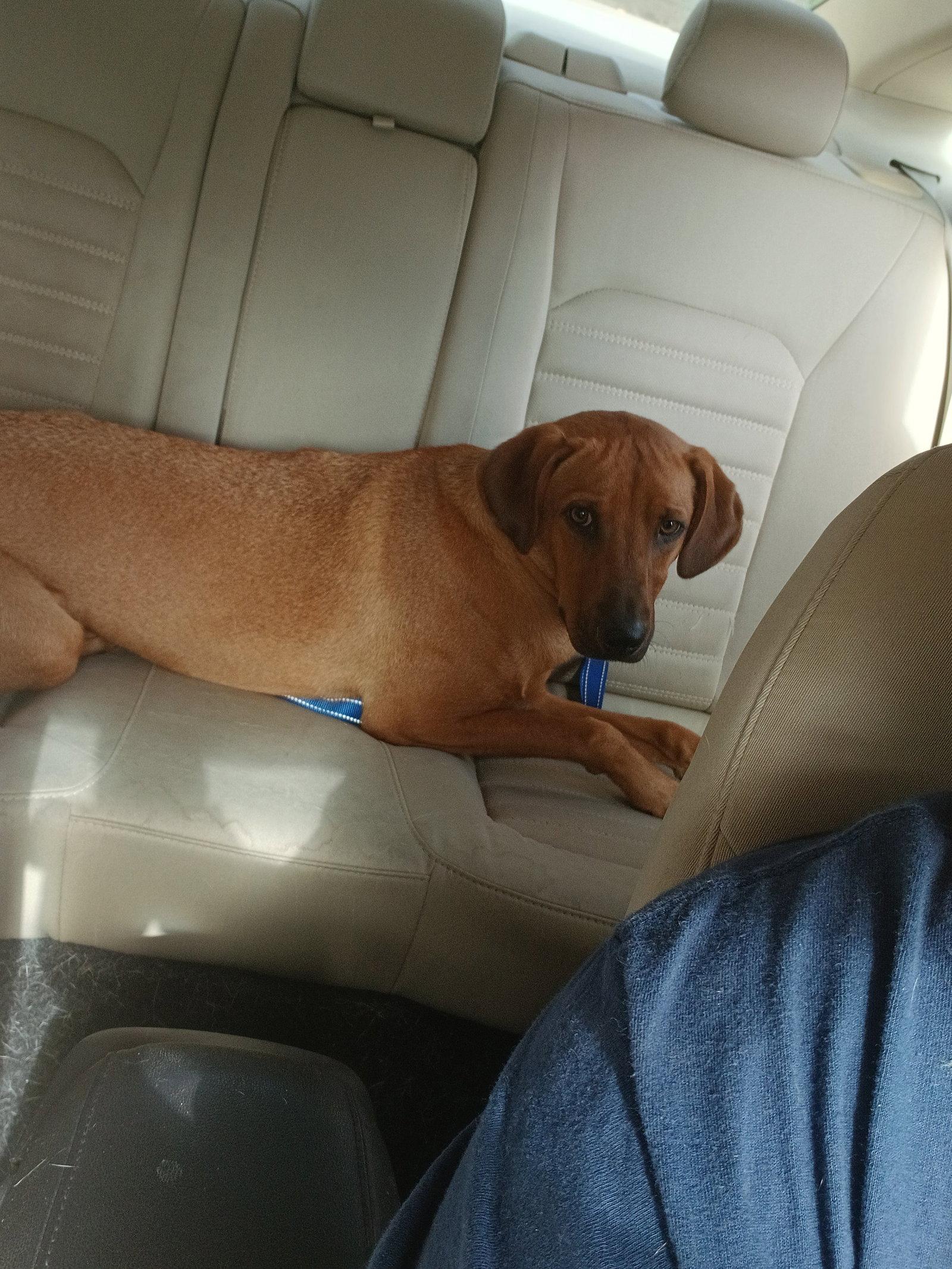 Professor Red, Adoptable, Young Male Labrador Retriever.