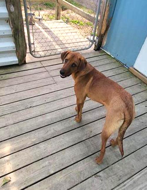 Enlarge Professor Red, a Adoptable Labrador Retriever in Winton, NC image 1/3