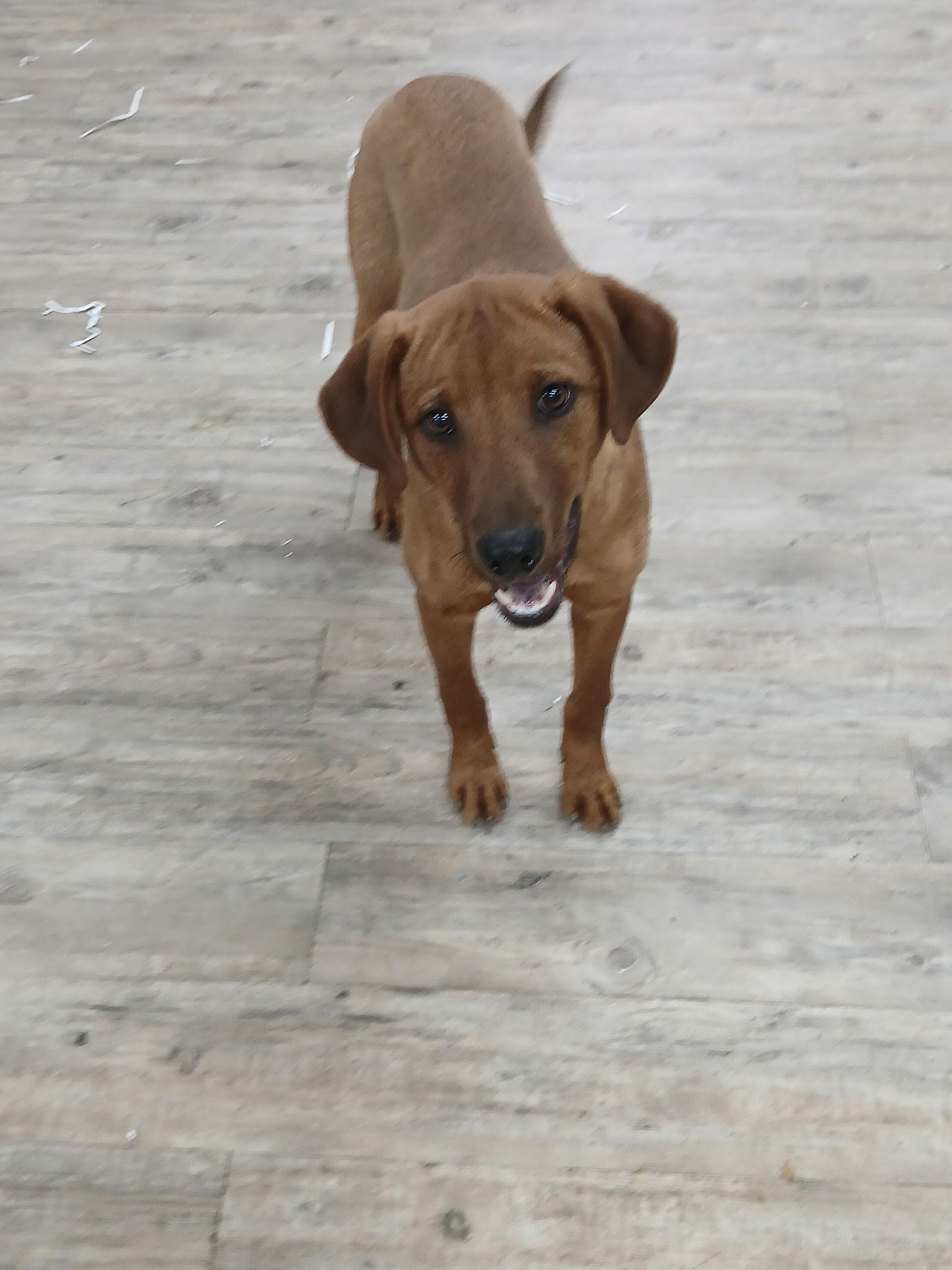 Enlarge Professor Red*Available Soon*, a Adoptable Labrador Retriever in Winton, NC image 1/3