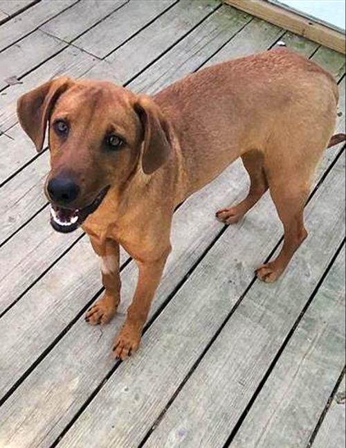 Enlarge Professor Red, a Adoptable Labrador Retriever in Winton, NC image 2/3