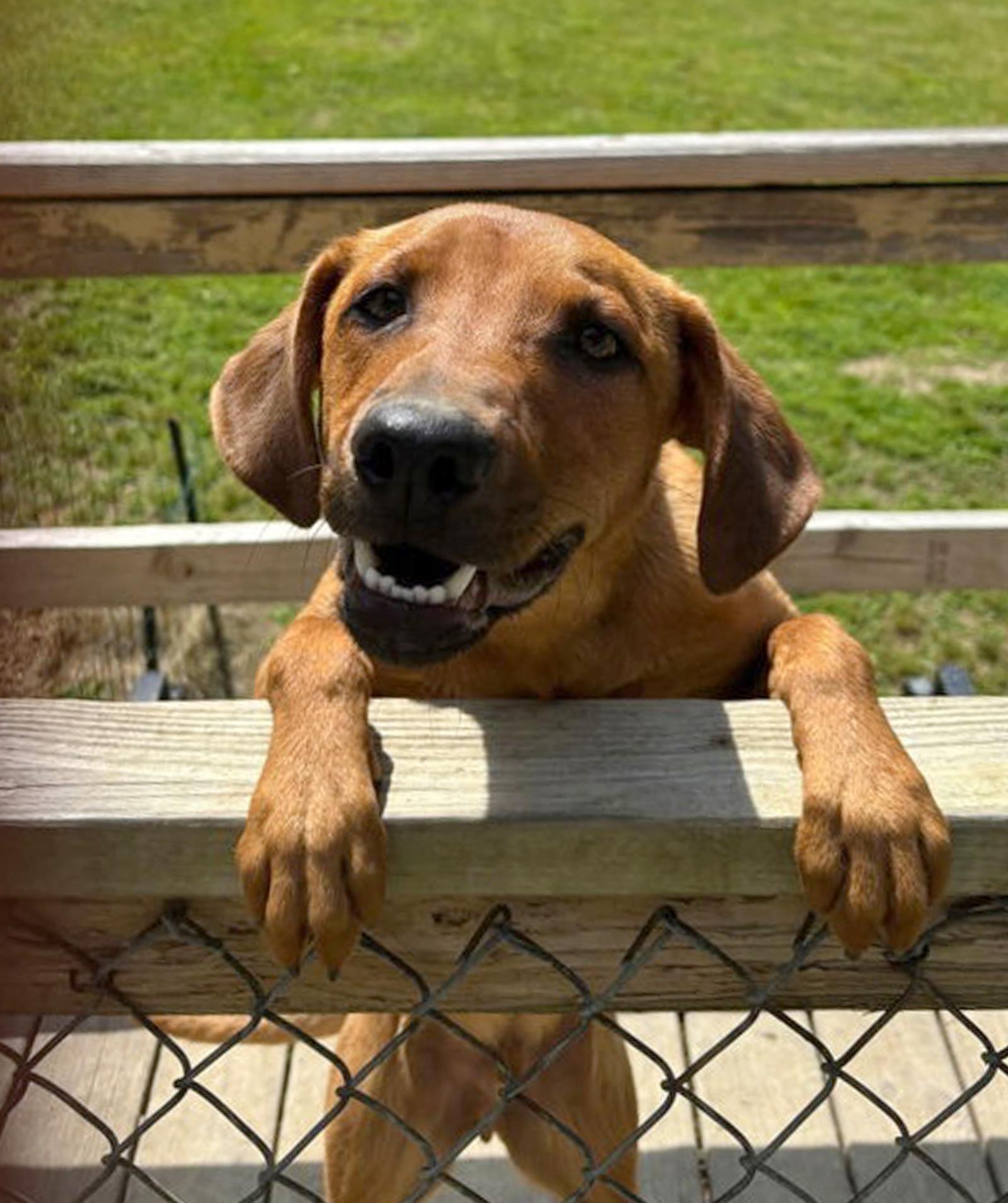 Enlarge Professor Red, a Adoptable Labrador Retriever in Winton, NC image 2/3