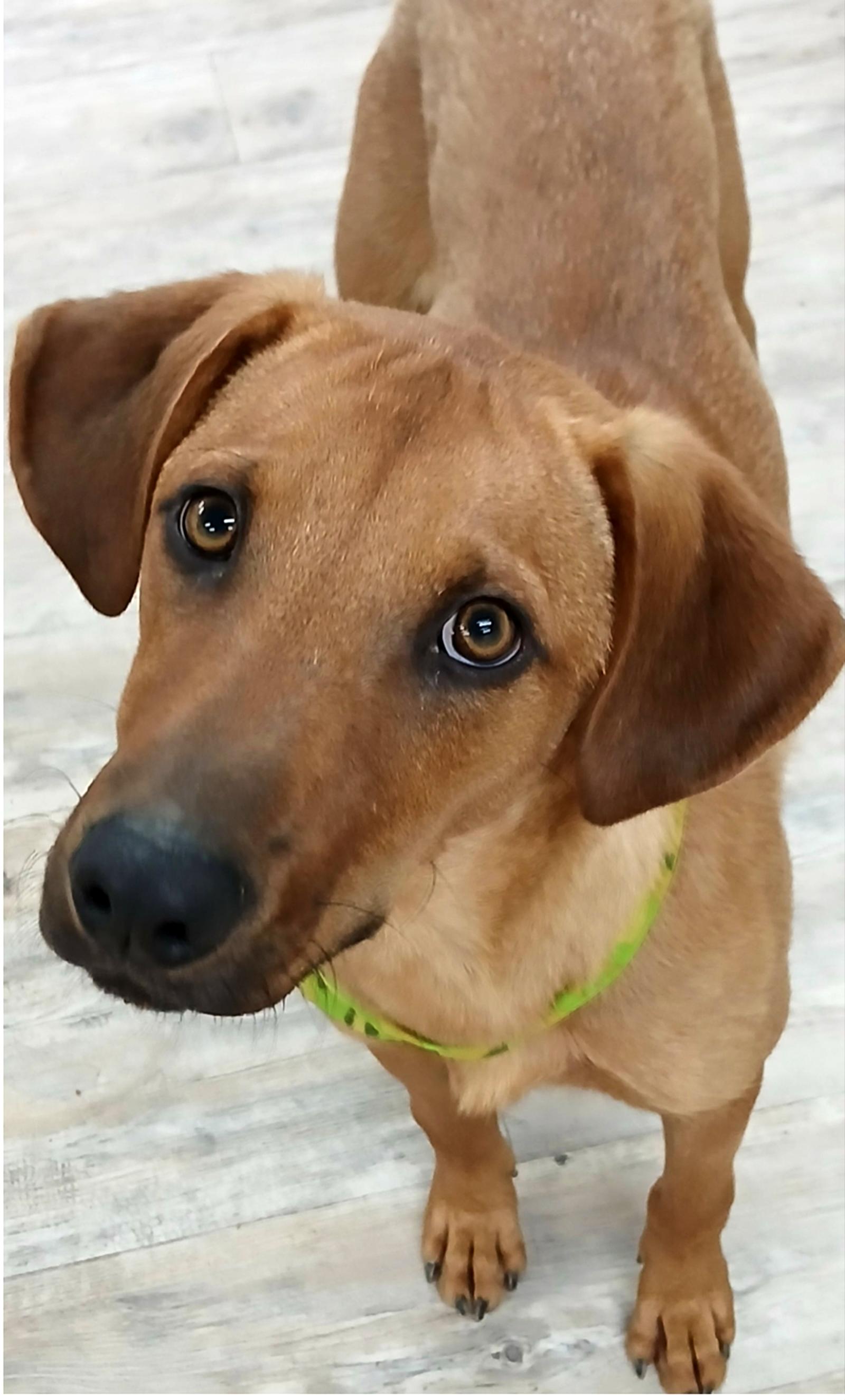 Enlarge Professor Red, a Adoptable Labrador Retriever in Winton, NC image 3/3