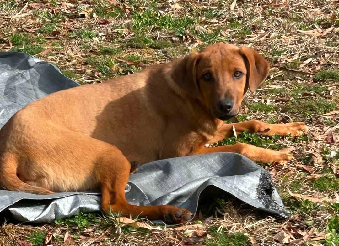 Enlarge Professor Red*Available Soon*, a Adoptable Labrador Retriever in Winton, NC image 2/3