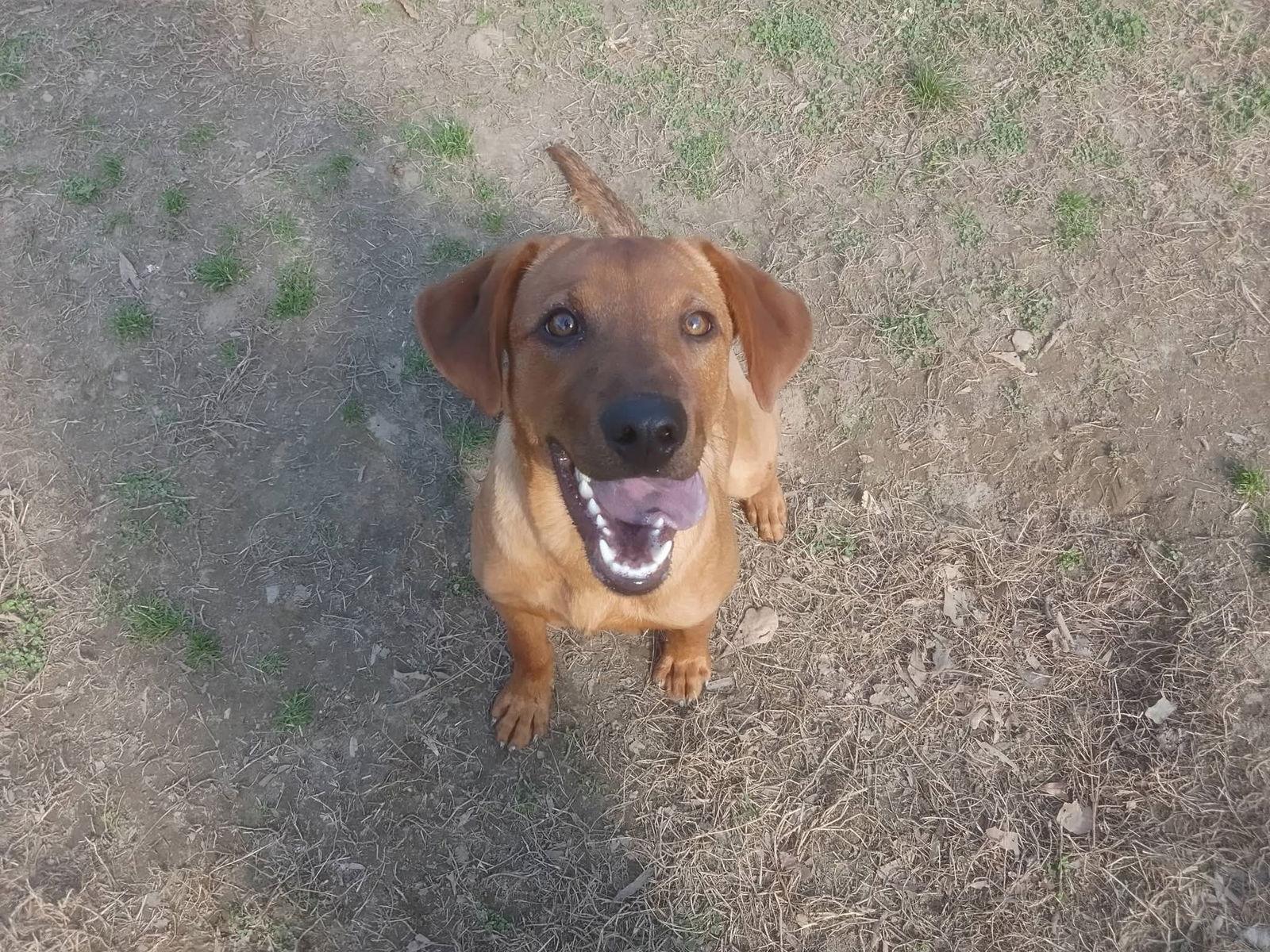 Enlarge Professor Red*Available Soon*, a Adoptable Labrador Retriever in Winton, NC image 3/3