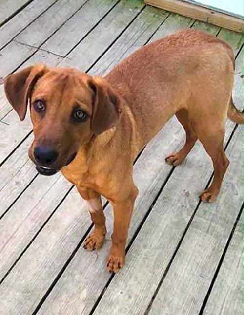 Enlarge Professor Red, a Adoptable Labrador Retriever in Winton, NC image 3/3