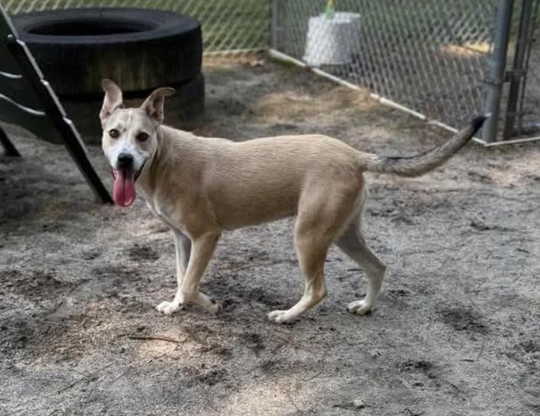 Rhonda, a ADOPTABLE mixed breed in Chester, MD image 3/3