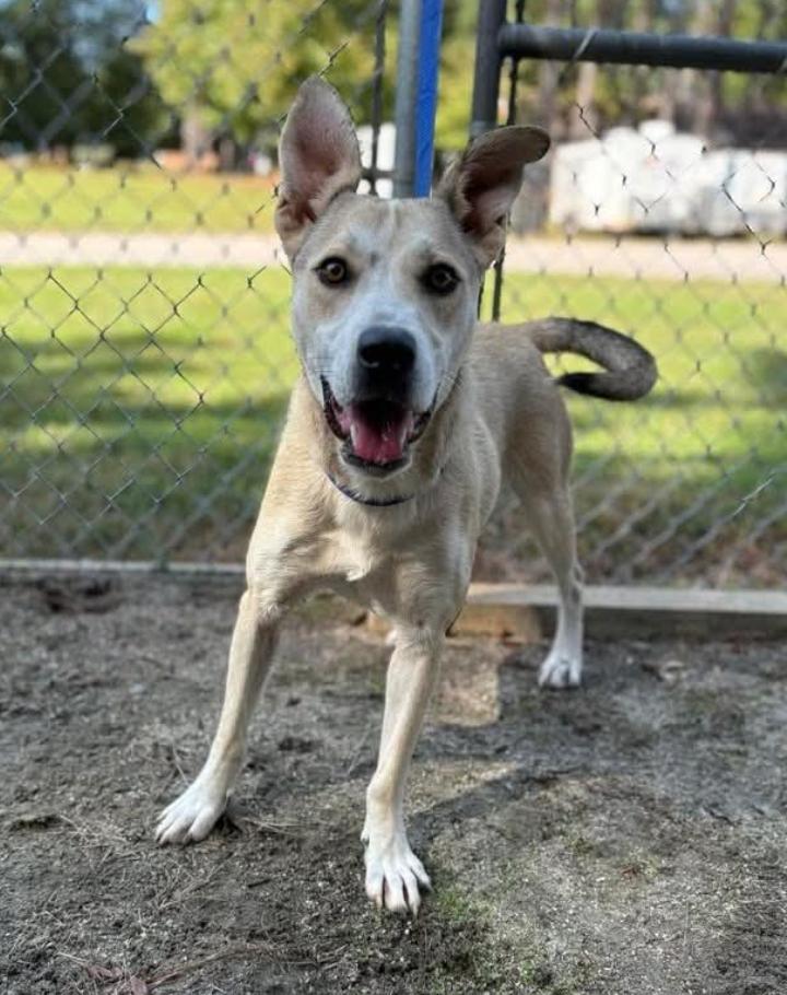 Rhonda, a ADOPTABLE mixed breed in Chester, MD image 2/3