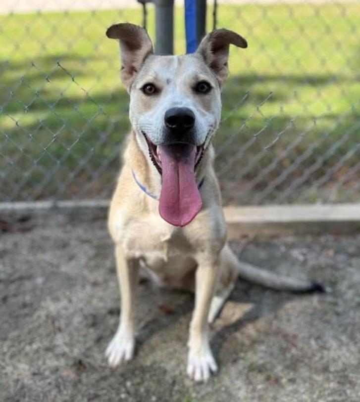 Rhonda, a ADOPTABLE mixed breed in Chester, MD image 1/3