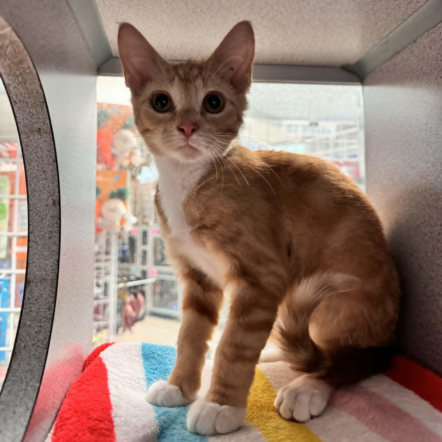 Enlarge Dutch Boy, an adopted Domestic Short Hair in Waterloo, IA image 1/2