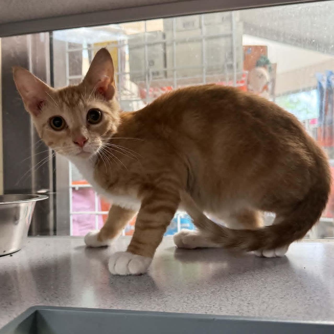 Enlarge Dutch Boy, an adopted Domestic Short Hair in Waterloo, IA image 2/2