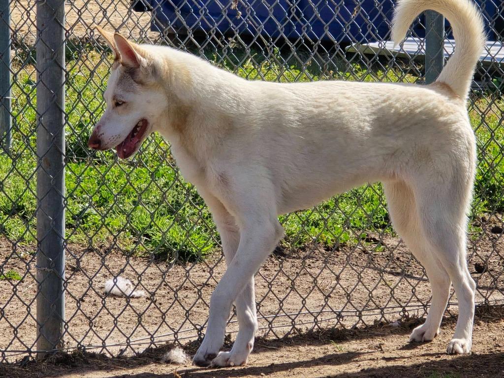 Auggie, Adoptable, Young Male Husky.