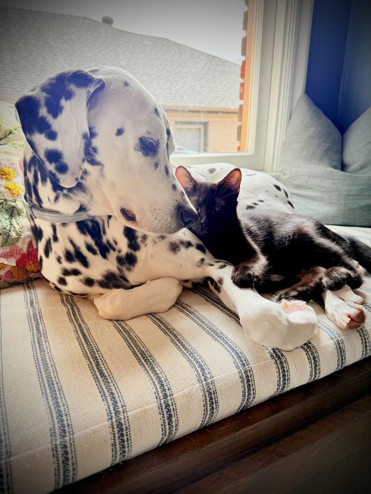 Joxer — thumbnail 3