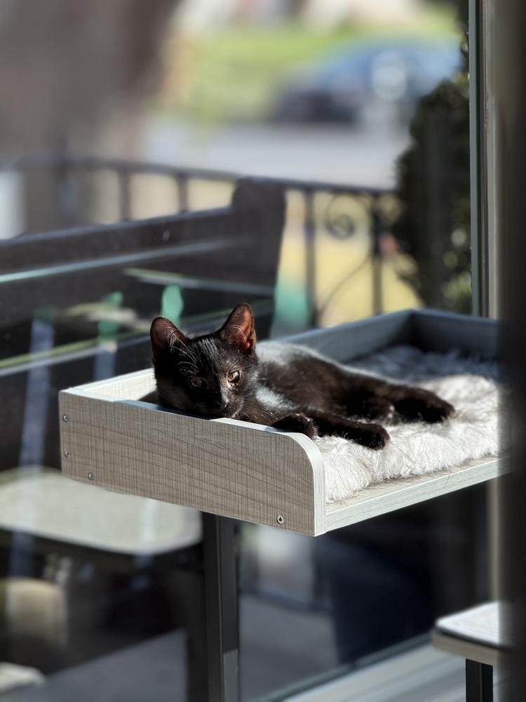 Joxer — thumbnail 4