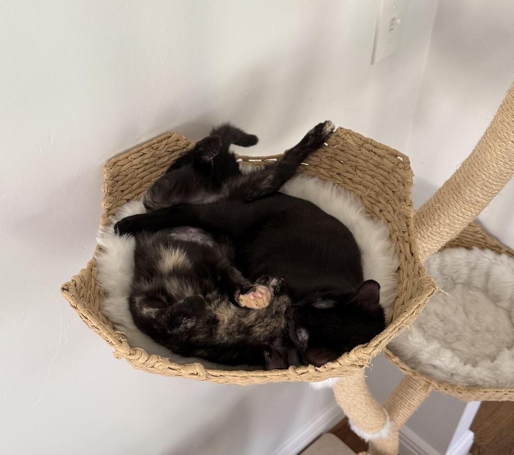 Joxer — thumbnail 5