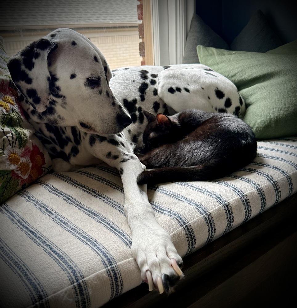 Joxer — thumbnail 6