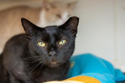 Vinnie, Adoptable, Adult Male Domestic Short Hair & Domestic Short Hair.